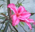 Close up of beautyful pink adenium (Adenium obesum) flowers.