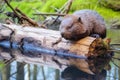 close-up of a beaver gnawing on a fallen log in a wetland