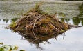 Close up of a Beaver Lodge