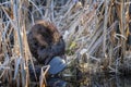 Close Up Beaver