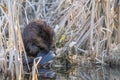 Close Up Beaver