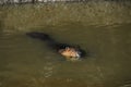 Alaska- Close Up of a Beaver Swimming With Grass in Mouth