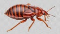 Close-Up of a Bed Bug with Brown Stripes on Transparent Background Royalty Free Stock Photo