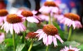 Close up of a bed of Purple Echinacea flowers in full bloom in an English Country Garden Royalty Free Stock Photo
