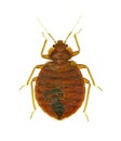 Bedbug Cimex lectularius isolated on white Royalty Free Stock Photo