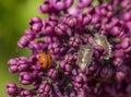 Close up of bedbugs and a ladybug on a branch of beautifully blooming lilac