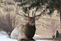 Close up bedded bull elk Royalty Free Stock Photo