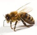 Cerrar hasta de abeja 