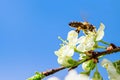 Close-up bee on apple blossom. Beekeeping, plant pollination. Spring nature