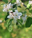 Close up of bee on the apple tree flower Royalty Free Stock Photo