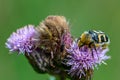 Close up of a bee beetle sitting on a purple thistle flower Royalty Free Stock Photo