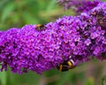 Close-up. Bee and a big bumble bee pollinate big pugster flower in the evening hours Royalty Free Stock Photo