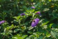 Close up of a bee on blooming Brazil button flower or Larkdaisy on blurred natural green background Royalty Free Stock Photo