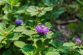 Close up of a bee on blooming Brazil button flower or Larkdaisy on blurred natural green background Royalty Free Stock Photo