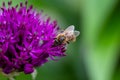 Close up of a bee on a purple Allium flower Royalty Free Stock Photo