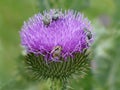 Close-up bee and bugs on the purple flower of a thistle Royalty Free Stock Photo