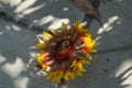 close-up: a bee collecting honey dew from gailardia blanket flower with red orange and yellow petals lying on the pavement Royalty Free Stock Photo