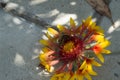 close-up: a bee collecting honey dew from gailardia blanket flower with red orange and yellow petals lying on the pavement Royalty Free Stock Photo