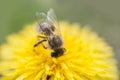 close up of bee collecting honey on a yellow flower dandelion against soft defocused green background Royalty Free Stock Photo