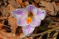 Close-up of a bee collecting nectar from the center of a vibrant purple spring saffron flower Royalty Free Stock Photo