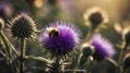 Bumble Bee Pollinating a Purple Thistle Flower in Golden Hour Sunlight Royalty Free Stock Photo