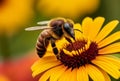 Close up of a bee collecting pollen from a daisy flower.