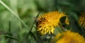 Close up bee collecting pollen from a dandelion flower Royalty Free Stock Photo