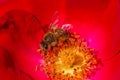 Bee collecting pollen inside red rose flower Royalty Free Stock Photo