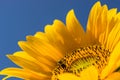 Bee pollenise yellow sunflower in garden with blue sky background Royalty Free Stock Photo