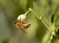 Close-up bee collecting pollen from orange flowers. macro phtograph Royalty Free Stock Photo