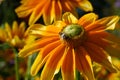 Bee collecting pollen on purple flower Royalty Free Stock Photo