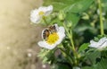 Close up of a bee collecting pollen from a strawberry flower Royalty Free Stock Photo