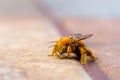 Close-up of Bee Collecting Pollen in Yellow Flower during pollination time