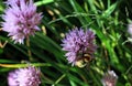 Bee collects honey with pink-purple flowers on a blurred background of flowers and grass Royalty Free Stock Photo