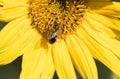 A bee collects nectar from a flower of a sunflower Royalty Free Stock Photo