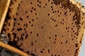 Close up of bee comb with eggs, brood without bees Royalty Free Stock Photo