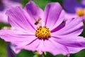 Close-up bee on Cosmos Flower in the garden Royalty Free Stock Photo