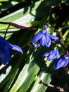 Bee covered with blue polle inside of the small, blue Siberian squill (Scilla caucasica) \'Indra\' Royalty Free Stock Photo