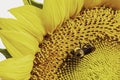 Close up of a pollen-covered bee on a sunflower Royalty Free Stock Photo