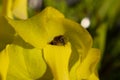 Close up of a bee crawling out of the flower of a yellow pitcher plant, Sarracenia flava or Gelbe Schlauchpflanze