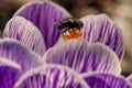 Close-up of a bee on Crocus albiflorus flower Royalty Free Stock Photo