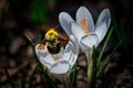 Close-up of a bee on Crocus albiflorus flowers