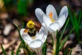 Close-up of a bee on Crocus albiflorus flowers Royalty Free Stock Photo