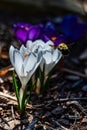 Close-up of a bee on Crocus albiflorus flowers Royalty Free Stock Photo