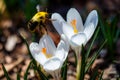 Close-up of a bee on Crocus albiflorus flowers Royalty Free Stock Photo