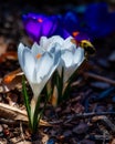 Close-up of a bee on Crocus albiflorus flowers Royalty Free Stock Photo