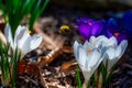 Close-up of a bee on Crocus albiflorus flowers