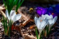 Close-up of a bee on Crocus albiflorus flowers Royalty Free Stock Photo