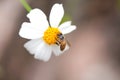 Bee drinking nectar on white flower in garden top view background Royalty Free Stock Photo