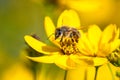 Close-up of bee drinking nectar from yellow wildflower on meadow Royalty Free Stock Photo